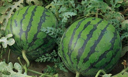 新疆网红吃瓜事件真相,真相与误解的交织  第1张